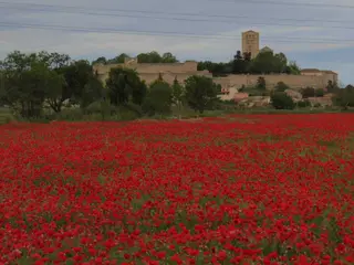 Zamora