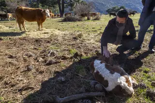 Casado: “Para abrir una macrogranja en España tienes que cumplir una estricta normativa” y “no se maltrata a los animales”
