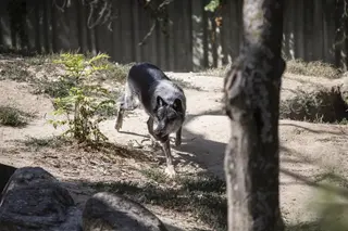 Ecologistas creen que "no cambia nada" tras la rebaja de la protección del lobo-EP