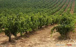Viñedo. Archivo