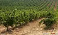 Viñedo. Archivo