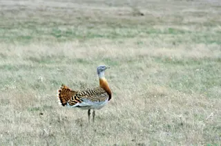 Ejemplar de avutarda