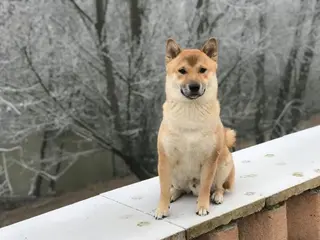 Perro perdido