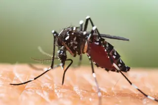 Mosquito tigre. Europa Press