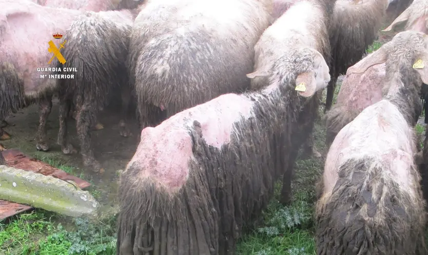 Explotación ganadera de Tierra del Pan 2