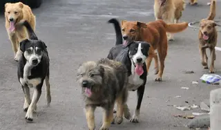 Perros