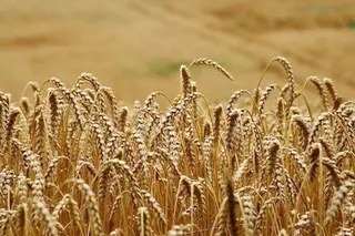 Campo de cereal. Archivo