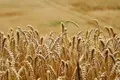 Campo de cereal. Archivo