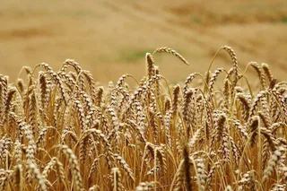 Diseñan biofertilizantes capaces de incrementar la producción de cereales