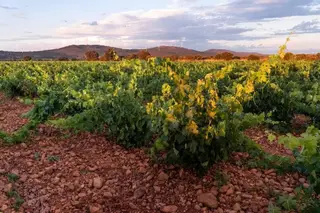 Viñedo. Archivo