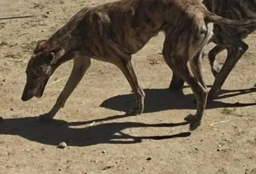 Uno De Los Galgos Robados