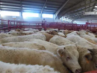 Bovino