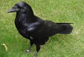 Los cuervos causan la muerte de seis corderos en Tudera de Sayago