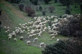 Ovejas pastando