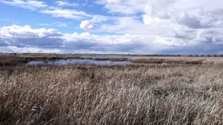 Zamora celebra el Día Mundial de las Aves Migratorias