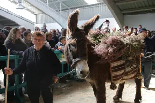 Imagen de la Feria de San Vitero con un ejemplar de la Raza Autóctona Asnal Zamorano-Leonesa