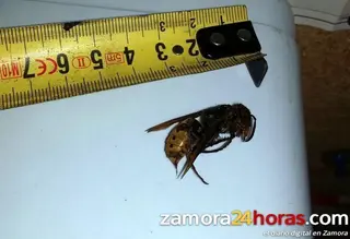 Qué hacer si me pica una avispa