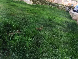 Excremento Perro Jardin
