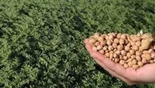 Garbanzos-archivo