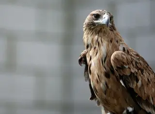 Un águila imperial en el Centro de Recuperación de Aves de la Junta de Castilla y León