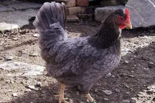 Gallina