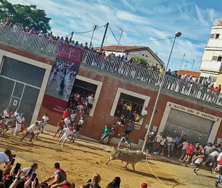 Torito del Alba 'Cardilisto', Benavente 2026