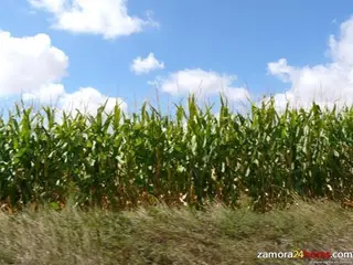 UPA pide al Gobierno que “ignore” las recomendaciones agrarias de los expertos fiscales