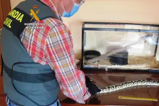 Boa constrictor intervenida