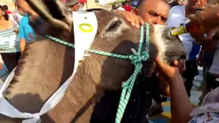 Burro bebe cerveza