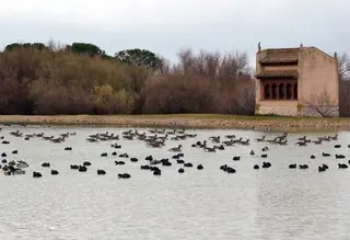 Este lunes se celebra el “Día de los Humedales” con varias actividades en las Lagunas de Villafáfila