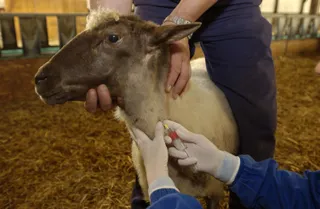 Tuberculosis en fauna bovina