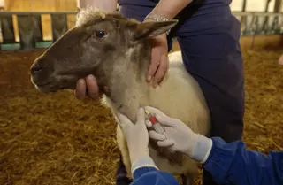 Tuberculosis en fauna bovina