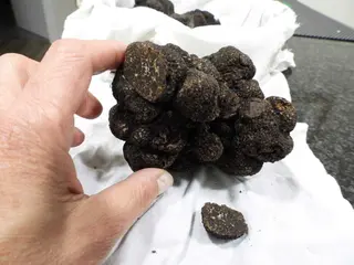 Trufa negra del vivero de la Diputación que se va a subastar