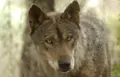 Lobo. Archivo