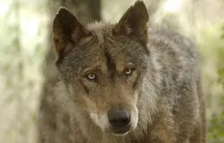 Lobo. Archivo