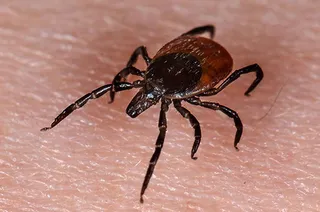 Garrapata picadura