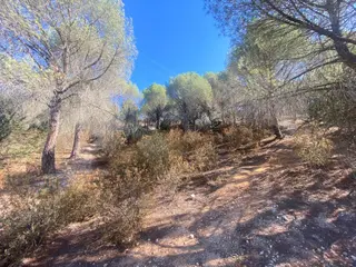 Bosque de Valorio