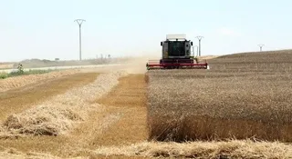 Un agricultor cosechando. ICAL. Archivo