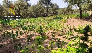 Plantación de marihuana encontrada en Zamora. Archivo