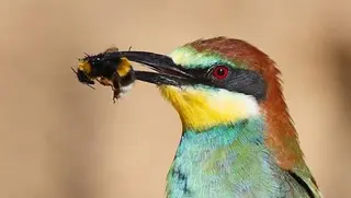  Un abejaruco con una abeja en el pico SEO/BirdLife
