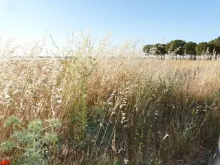 La Alianza UPA-COAG destaca el "consenso" conseguido para "fijar" una posición "común" de Castilla y León ante la aplicación de la PAC en España