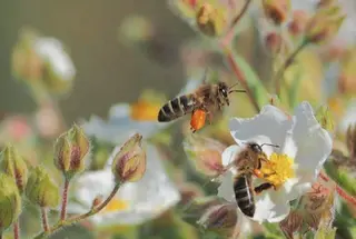 Abejas. Archivo