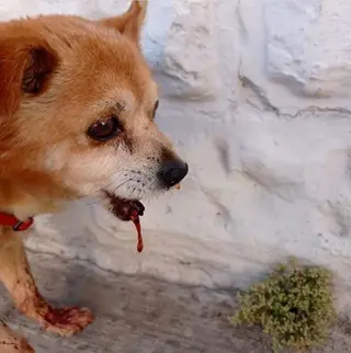 Perro muerto fermoselle