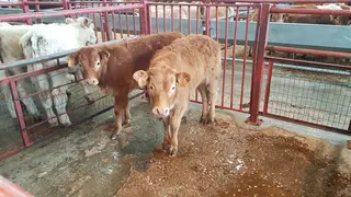 Mercado vacuno 13