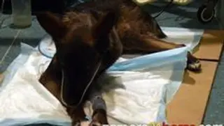 El perro apaleado en Bermillo sigue mejorando y podría ser operado antes del fin de semana