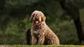 Perro. Archivo