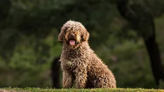 El Perro de Agua Español vuelve a ser la raza española más demandada en España, según la RSCE. RSCE