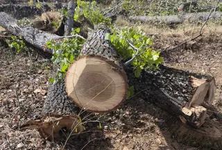 Tala de árboles en Ferreras de Abajo