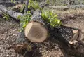 Tala de árboles en Ferreras de Abajo