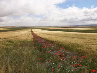 Campo. EP.